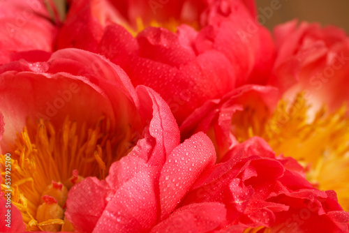 Close up of smooth coral red petals of peony flowers in soft focus. Blooming pink peony with many small water drops in macro. Textured backdrop with copy space for your design