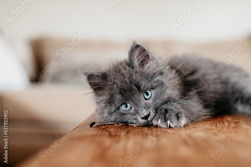 Long haired adorable grey kitten photo