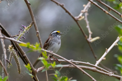 Bird on a perch