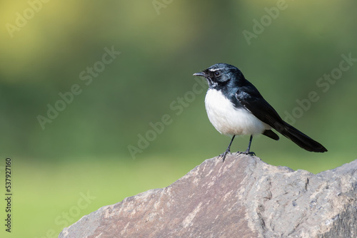 Willie wagtail, or willy wagtail, perched on a rock, NSW, Australia. Cute Australian bird.