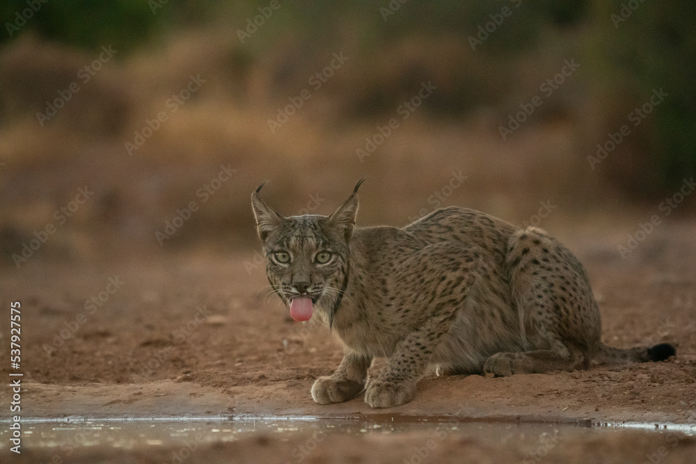 Male Iberian lynx looks at the camera and sticks out his tongue Male Iberian lynx looks at the camera and sticks out his tongue