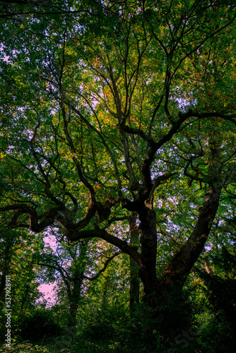 Fotografie Branchy tree