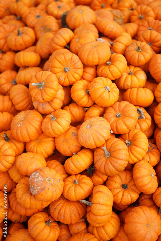 a lot of pumpkins
a lot of pumpkins