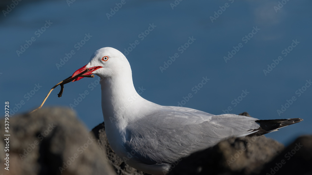 Silver gull (Chroicocephalus novaehollandiae), Sydney, Australia Silver gull (Chroicocephalus novaehollandiae), Sydney, Australia