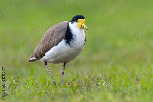 Masked lapwing standing in a Sydney park