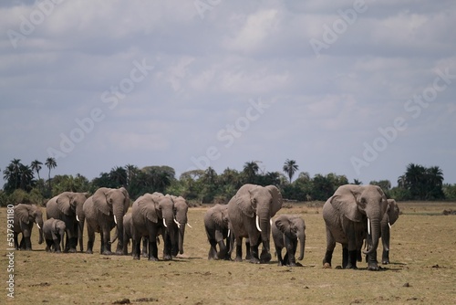 Photography Herd of elephants during the migration in the African Safari