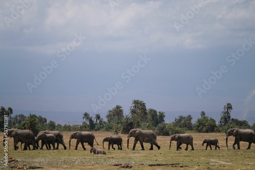 Canvas Print Herd of elephants during the migration in the African Safari