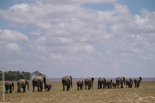 Canvas Print Herd of elephants during the migration in the African Safari