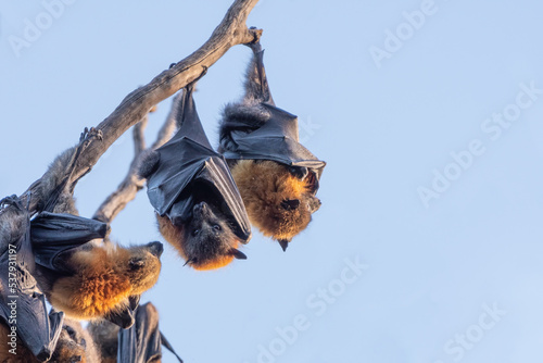 Grey-headed flying fox (Pteropus poliocephalus) colony hanging from a branch, Sydney, Australia photo