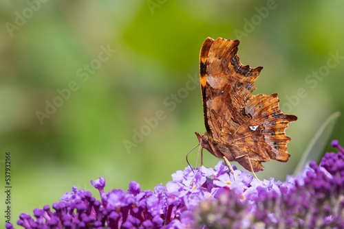 Comma butterfly (Polygonia c-album) feeding in an English garden