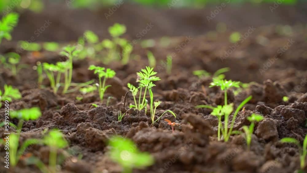 A beautiful row of growing young carrots in a garden bed close-up. Smooth camera movement on homemade vegetable plantation A beautiful row of growing young carrots in a garden bed close-up. Smooth camera movement on homemade vegetable plantation