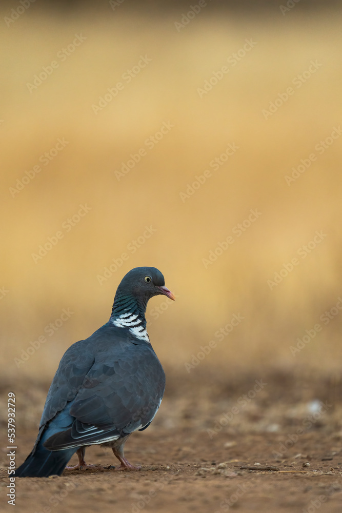 Wood Pigeon Perched On The Ground Wood Pigeon Perched On The Ground