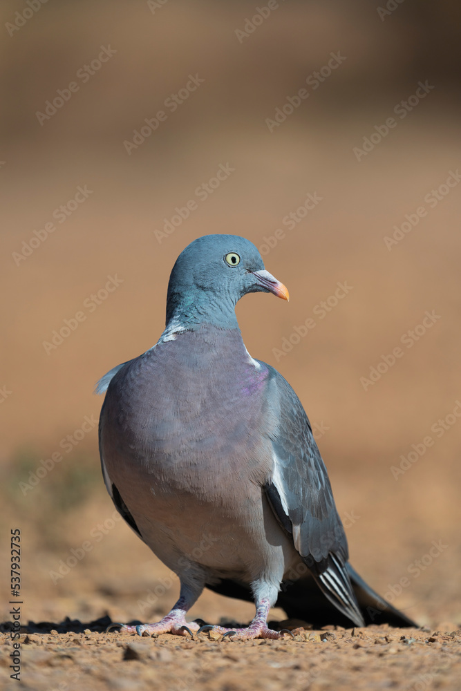 Wood Pigeon Vertical Portrait Wood Pigeon Vertical Portrait