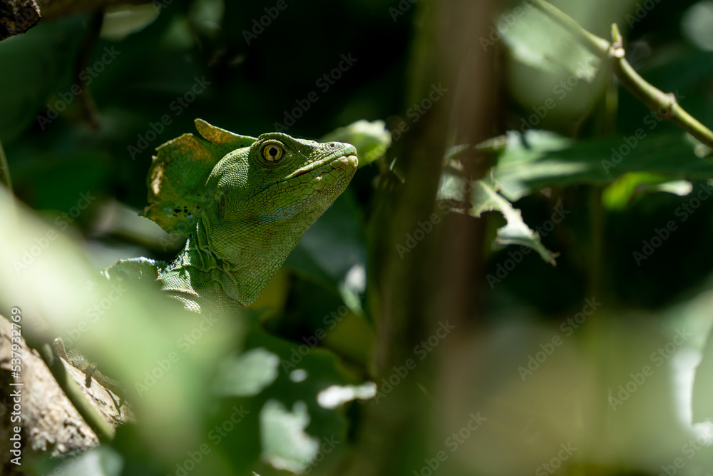 Green Basiliscus in Cahuita National Park Green Basiliscus in Cahuita National Park