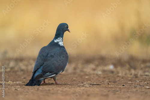 Wood Pigeon On The Ground   photo