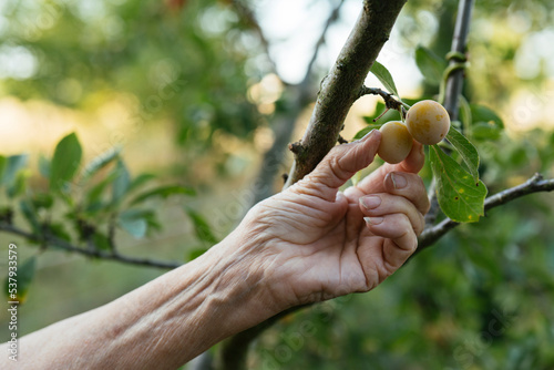 Harvesting mirabelle plums