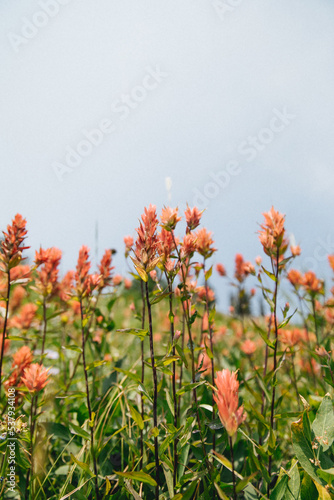 Wild Flowers are lovely 