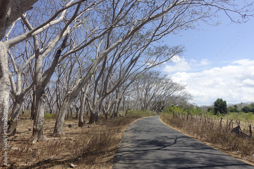 trees with dry branch without leaves in the forest