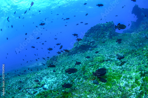 Fototapeta Naklejka Na Ścianę i Meble -  A black triggerfish fish shoal in Fernando de Noronha sea. Marine life. Scuba diving. Brazil