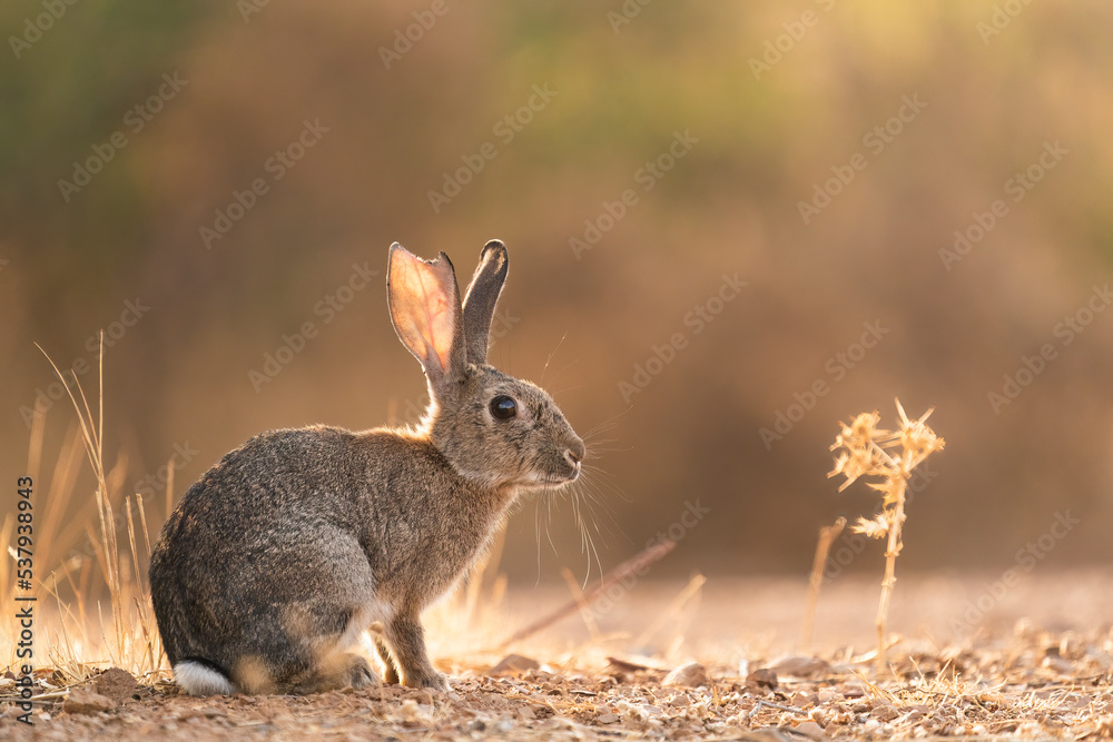 Rabbit In Golden Light Rabbit In Golden Light