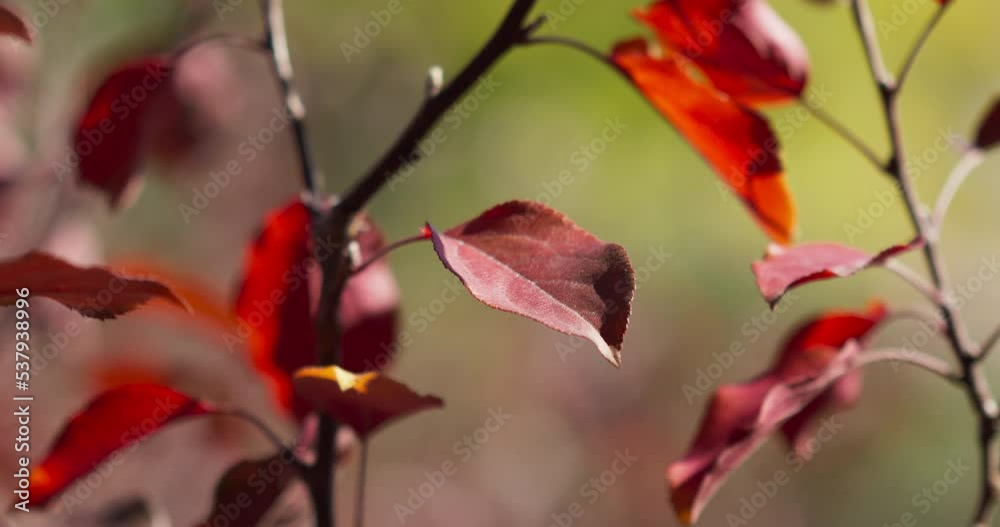 Fall Colors Leaves In Wind Cinematic Blurred Background