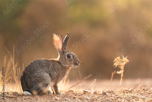 Rabbit In Golden Light  photo