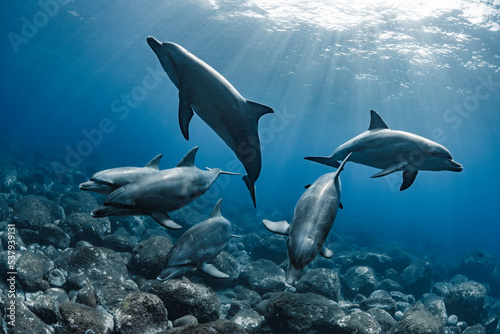 Wallpaper Mural Dolphins bathed in sunlight Torontodigital.ca