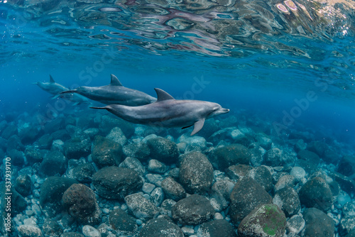 Wallpaper Mural Indian ocean bottlenose dolphin Torontodigital.ca