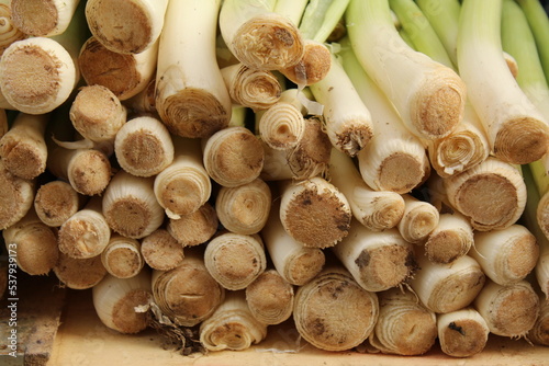 Close up leek roots stacked photo