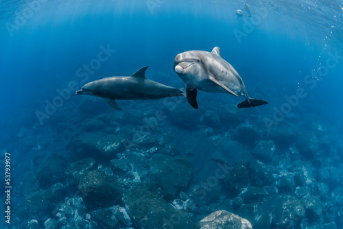 Dolphins are looking at us photo