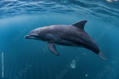 Indian ocean bottlenose dolphin photo