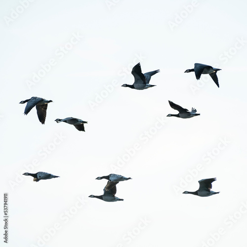 A group of ducks flying gracefully photo