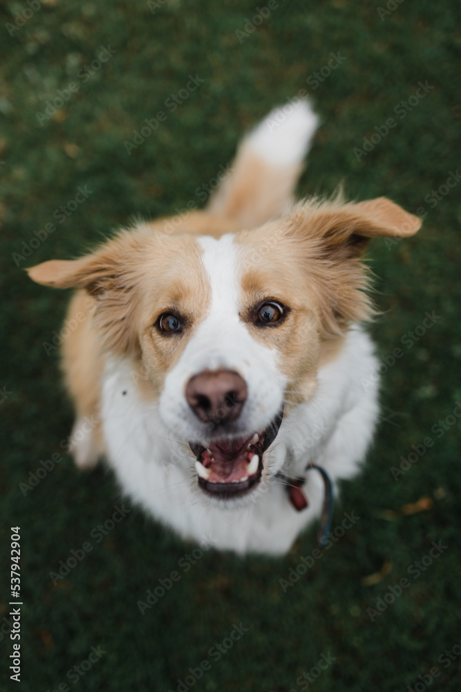 border collie catching treats border collie catching treats