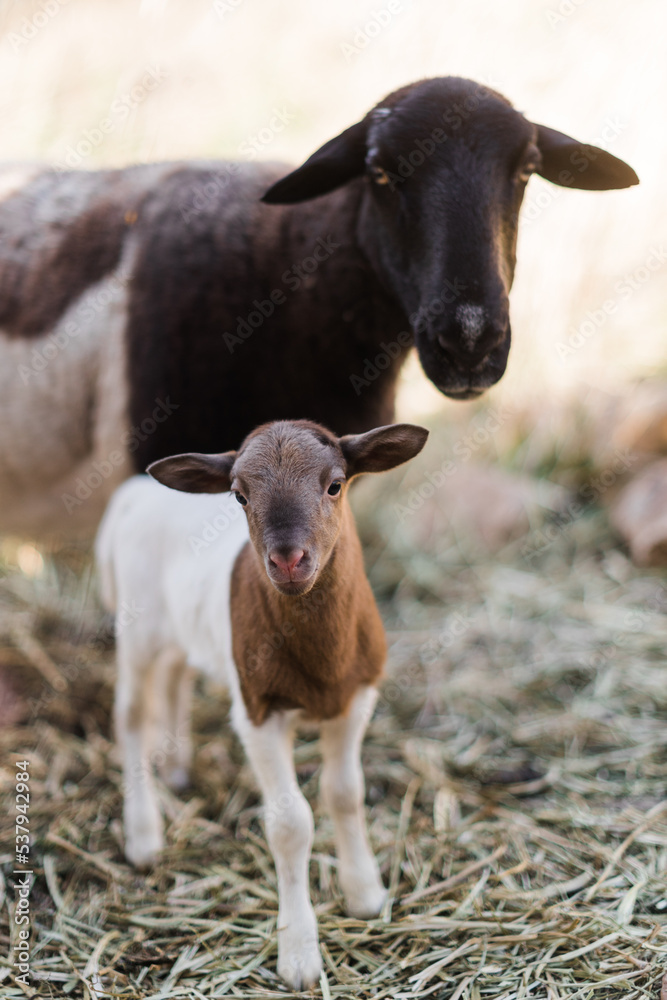 Dorper lamb and mother Dorper lamb and mother