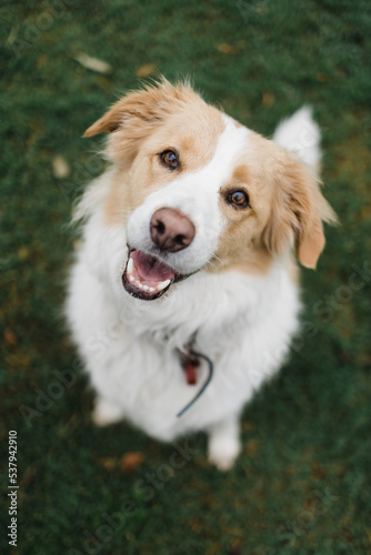 Red and white border collie looking up photo