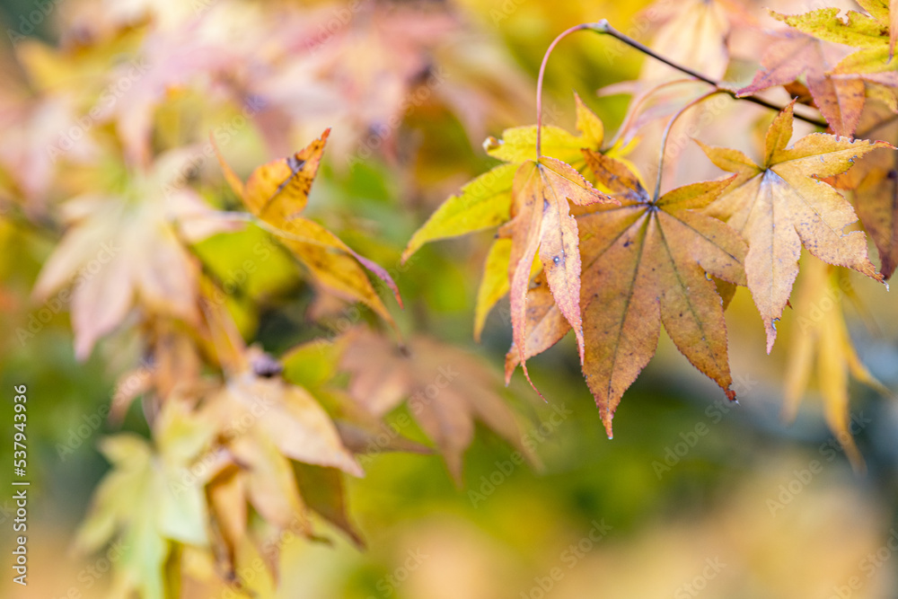 autumn maple leaves