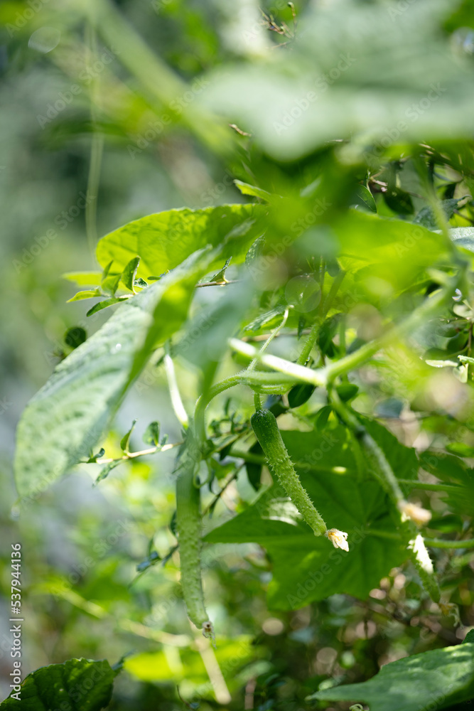 Cucumber growing outside Cucumber growing outside