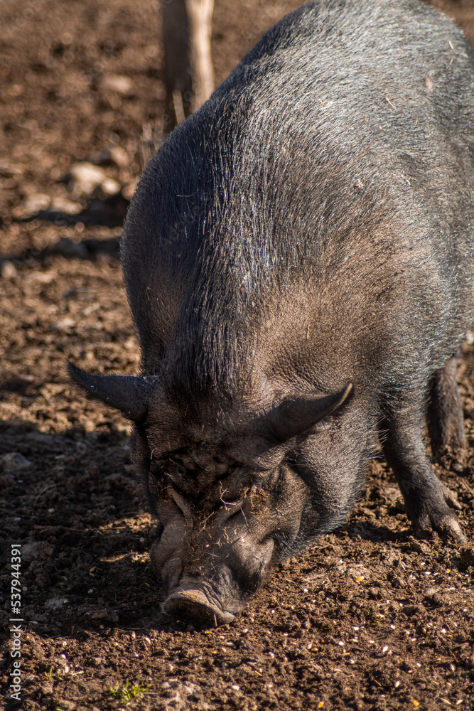 pig in the mud looking for food. Eating piggy. pig in the mud looking for food. Eating piggy.
