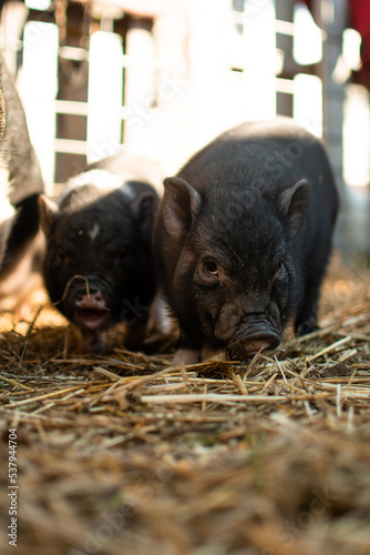 two cute little piglets sniffing around for food near mother sow.