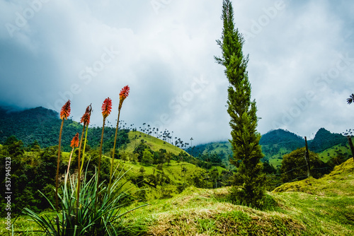Cocora Valley Subtropical Forest near the Clouds in Quindio Central Cordillera of the Andes Mountains Colombia, Los Nevados National Natural Park photo