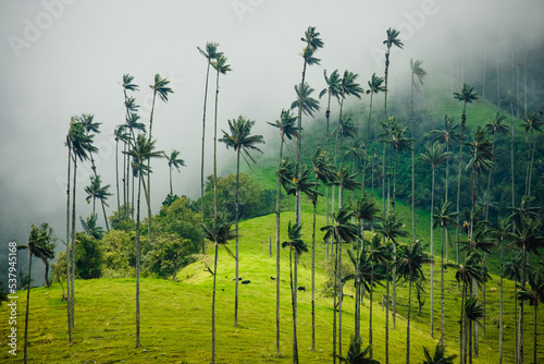 Palm Trees of Cocora Valley during storm rain season in tropical forest colombia travel holiday destination  photo