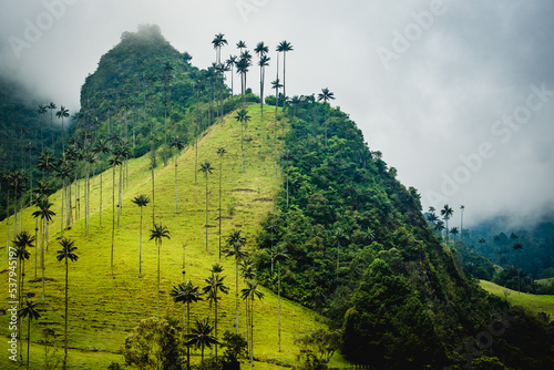 Palm Trees of Cocora Valley Aerial Drone opening vision above Town Roads, Clouds and Subtropical Andean Cordillera in Salento, Colombia, Nevados National Natural Park photo