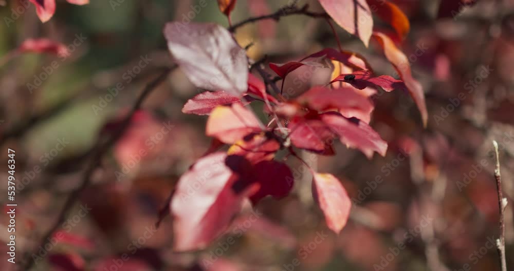 Fall Colors Leaves In Wind Cinematic Blurred Background Fall Colors Leaves In Wind Cinematic Blurred Background