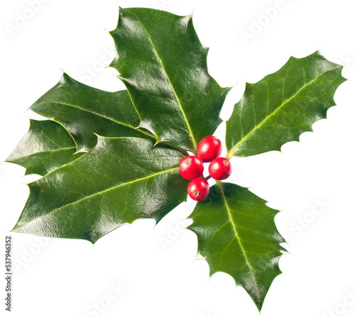 European Holly (Ilex aquifolium) leaves and fruits