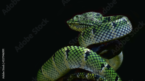 green snake on black background