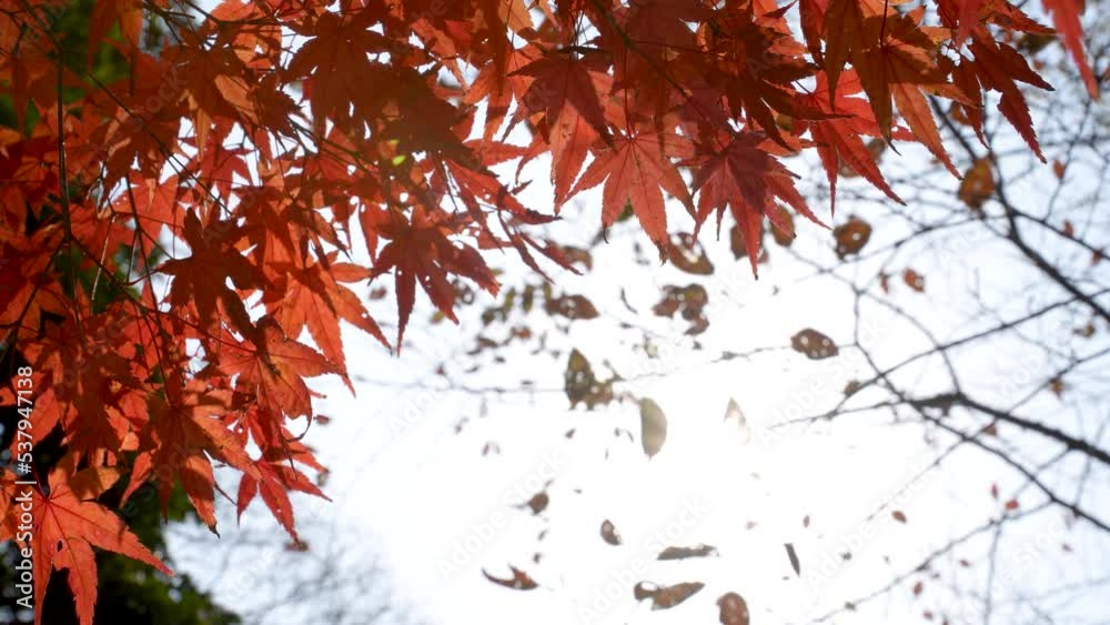 風に揺れる赤く色付いた紅葉を固定撮影した4K動画 風に揺れる赤く色付いた紅葉を固定撮影した4K動画