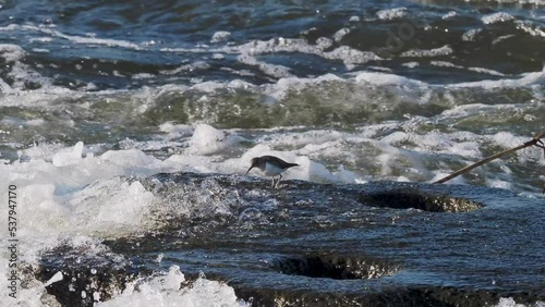 流れの急な川で餌を取るイソシギ photo