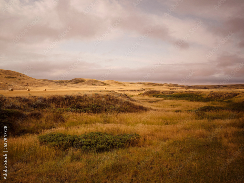 Native prairie grass in the summer. Native prairie grass in the summer.
