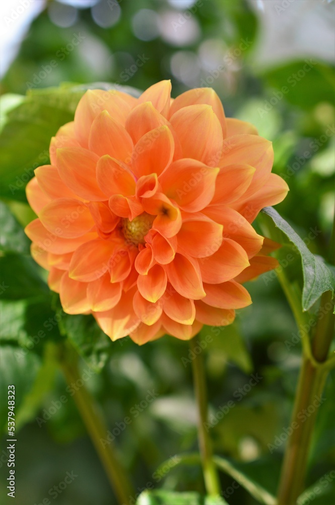 ダリア Dahlia ダリア Dahlia
