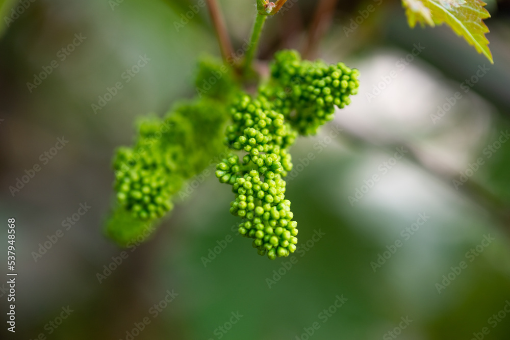 The grapes are flowering in home garden. The grapes are flowering in home garden.
